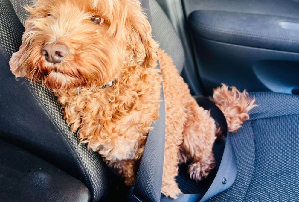 Safety First