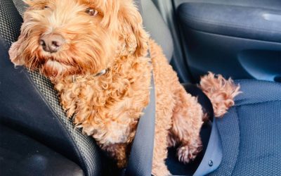 Safety First