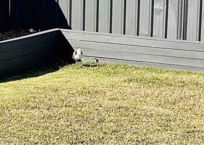 A yarn about a Backyard Battle and a Lesson in Resilience!